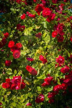 Decorative climbing roses of bright red color blooming in the garden, nature background.