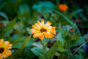 Bright orange calendula flower in the garden background.