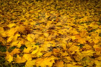Autumn yellow leaves fall on the ground background.