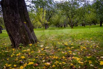 Old crooked apple trees, orchard in the autumn city park.