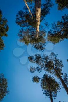 Big pine tree tops over clear blue sky background.