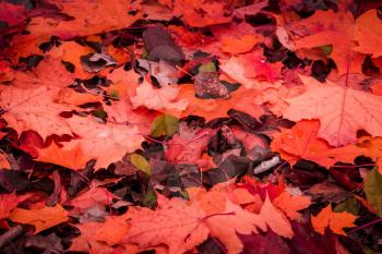 Colorful fallen autumn leaves on the ground.