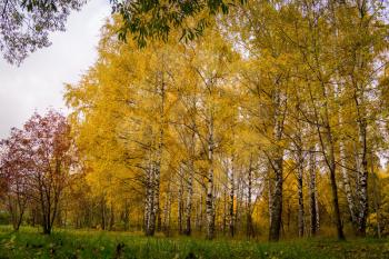 Autumn landscape with birch trees with yellow leaves background.