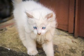 Cute white playful kitten with blue eyes outdoor, turkish angora.