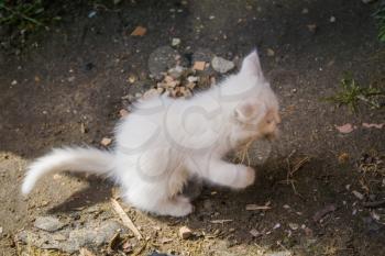 Cute white playful kitten with blue eyes outdoor, turkish angora.