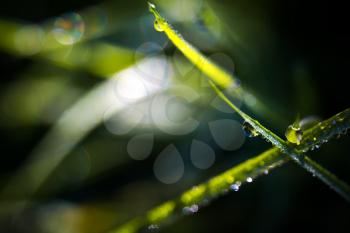 Nature close up background with green grass with morning dew drops.