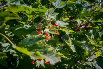 Tasty red currant berries on green shrubs in the garden.