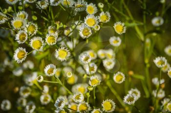 Wild small white daisies in the summer grass field background.