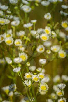 Wild small white daisies in the summer grass field background.