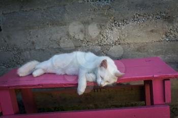 Cute white fluffy cat resting on pink bench outdoor.
