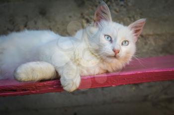 Cute white fluffy cat resting on pink bench outdoor.