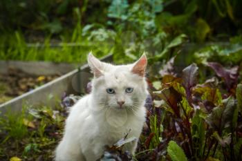 Cute white playful cat with blue eyes outdoor, turkish angora.