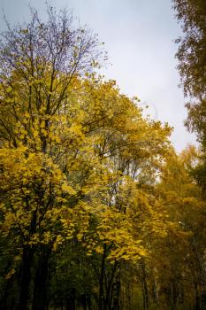 Autumn landscape with trees with yellow leaves in the park background.