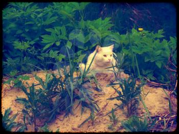 Shorthair white cat lying on the pile of sand.