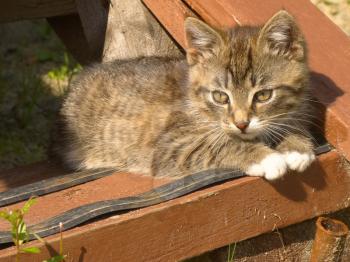 Funny little striped kitten on wooden stairs.