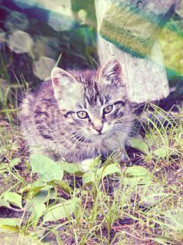 Vintage photo of cute little tabby cat.