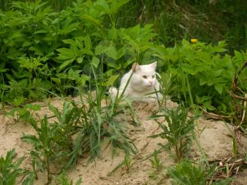 Shorthair white cat lying on the pile of sand.