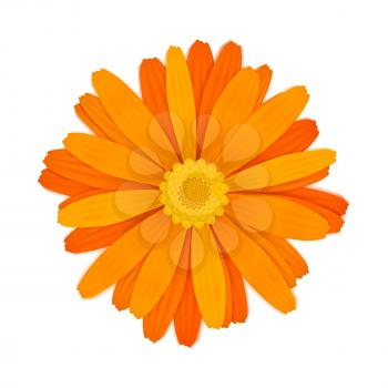 Bright colourful orange gerbera flower isolated on white