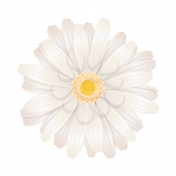 Bright white gerbera flower isolated on white
