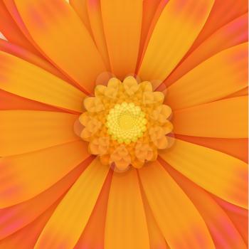 One orange gerbera flower, realistic square illustration