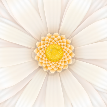White gerbera flower in bloom, realistic square illustration