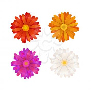 Set of colourful gerbera flowers isolated on white