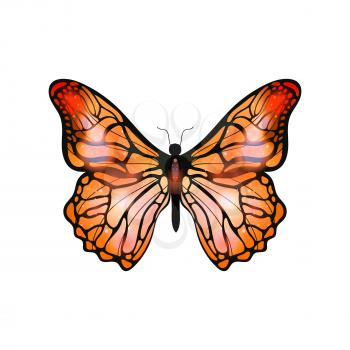 Bright orange exotic butterfly isolated on white