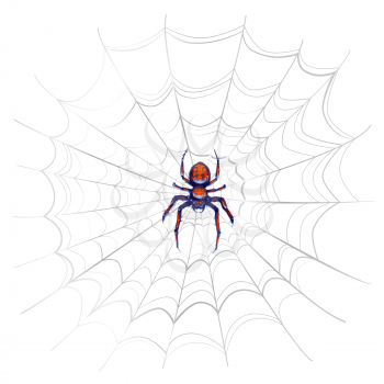 Exotic danger spider with red spots on complicated web isolated on white