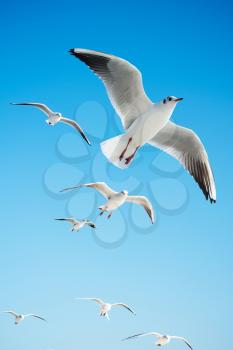 Seagulls are  flying in sky as a background