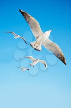 Seagulls are  flying in sky as a background