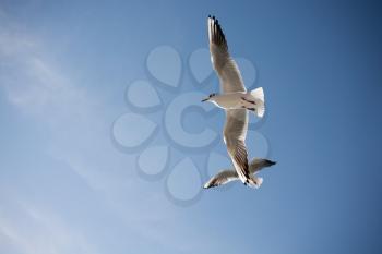 Pair of seagulls are flying in sky over the sea waters