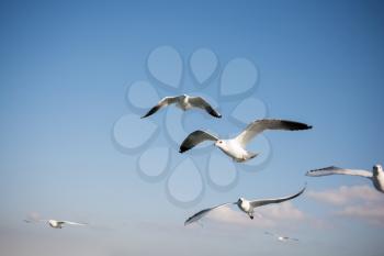 Seagulls are flying in sky over the sea waters