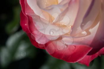 Close up beautiful fresh roses with water drops