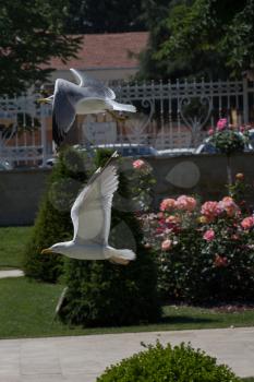 Seagulls  in the park with roses