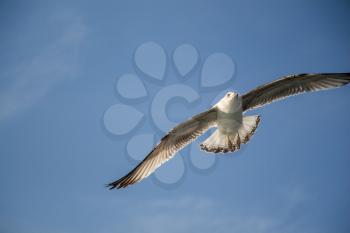 Seagull flying in blue  sky over the sea waters