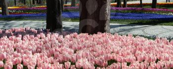 Tulip Flowers Blooming around tree trunk in Spring Season