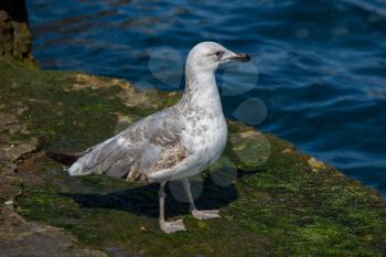 Single seagull is found on the shore of the sea