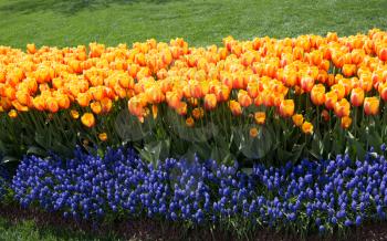 Orange color Tulips Bloom in Spring in garden