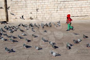 Little  boy amid grey pigeons live in large groups in urban environment