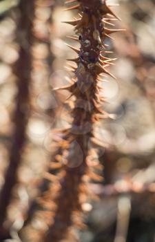 Thorny stem of a plant in the view