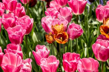 Blooming tulips  flowers in  as  floral plant  background