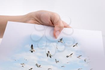 Hand holding a white sheet of paper  with seagulls views on it