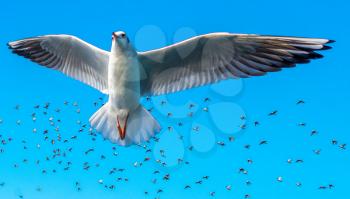 Seagull flying before a flock of birds in a blue sky
