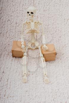 Human skeleton model  for medical anatomy science with cardboard box