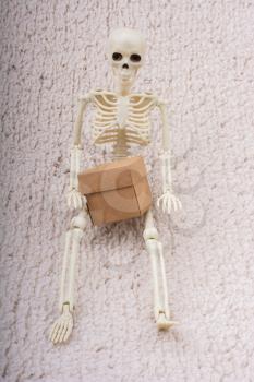 Human skeleton model  for medical anatomy science with cardboard box