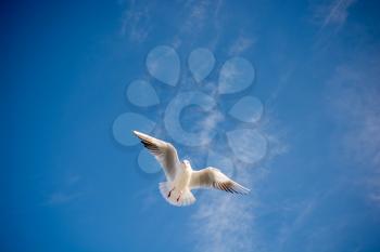 Single seagull flying in a blue sky background