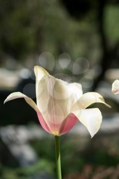 Single  Tulip Flower Blooming in Spring Season