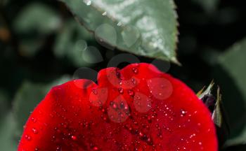 Beautiful colorful Rose petals with water drops on it