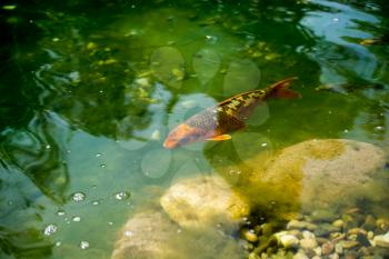 Beautiful colorful fish swım in the pond