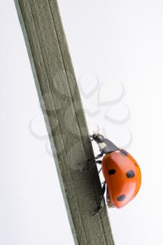 Beautiful photo of red ladybug walking on a wooden stick